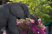elephant likes lodge flowers